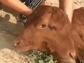 В китайской деревне родился двухголовый теленок 