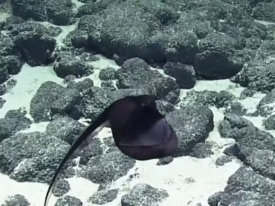Морское чудовище попало на видео ученых 
